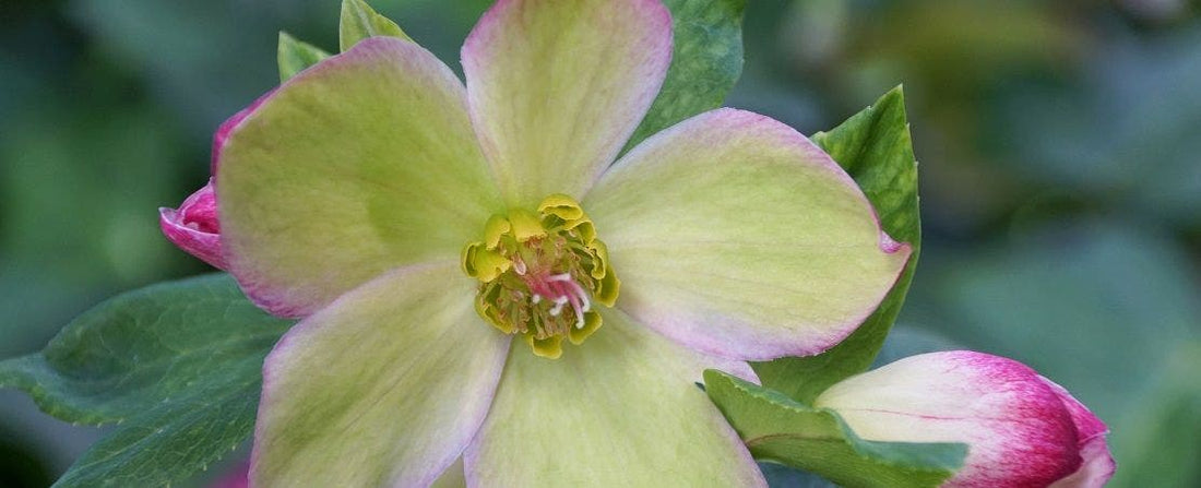 All About Hellebores