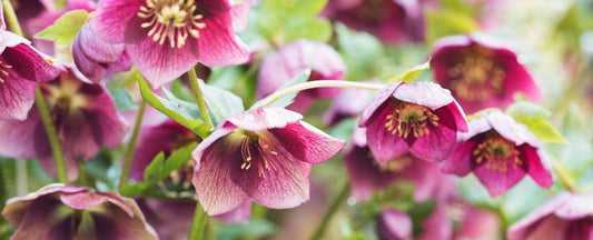 Hellebore Planting and Care Guide