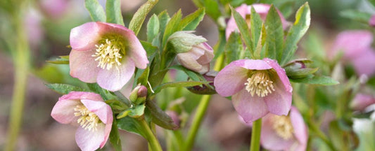 Hellebore FAQs