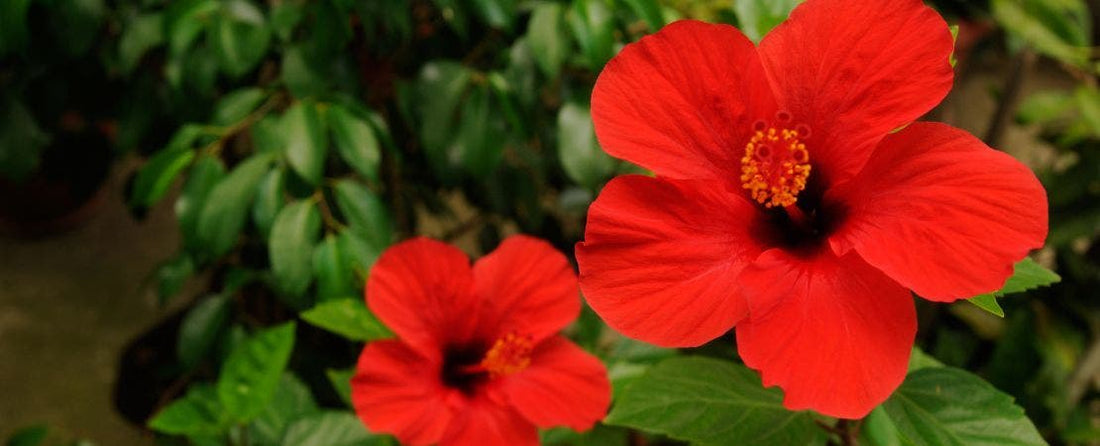 Perennials that Make Great Houseplants, Too