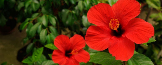 Perennials that Make Great Houseplants, Too