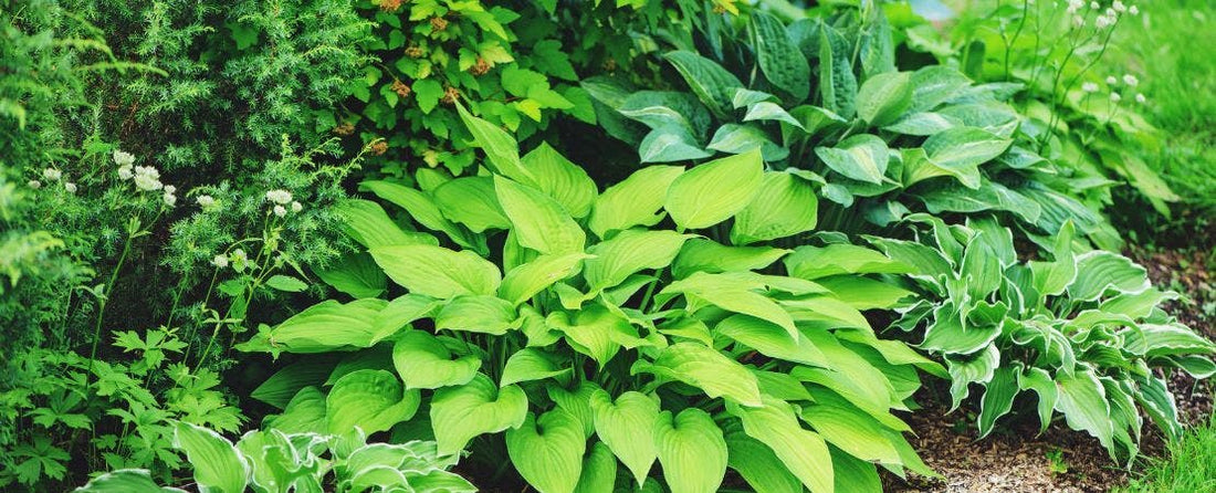 What to Plant With Hostas In Shady Gardens