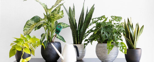 Your Guide to Caring for Houseplants