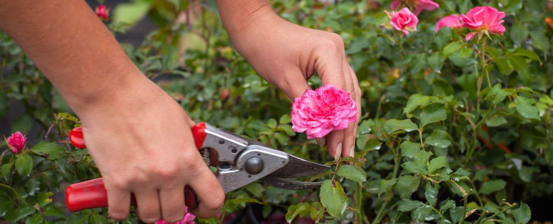 How to Prune Roses
