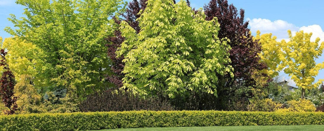 When Planting Trees Take the Time to Know Their Needs