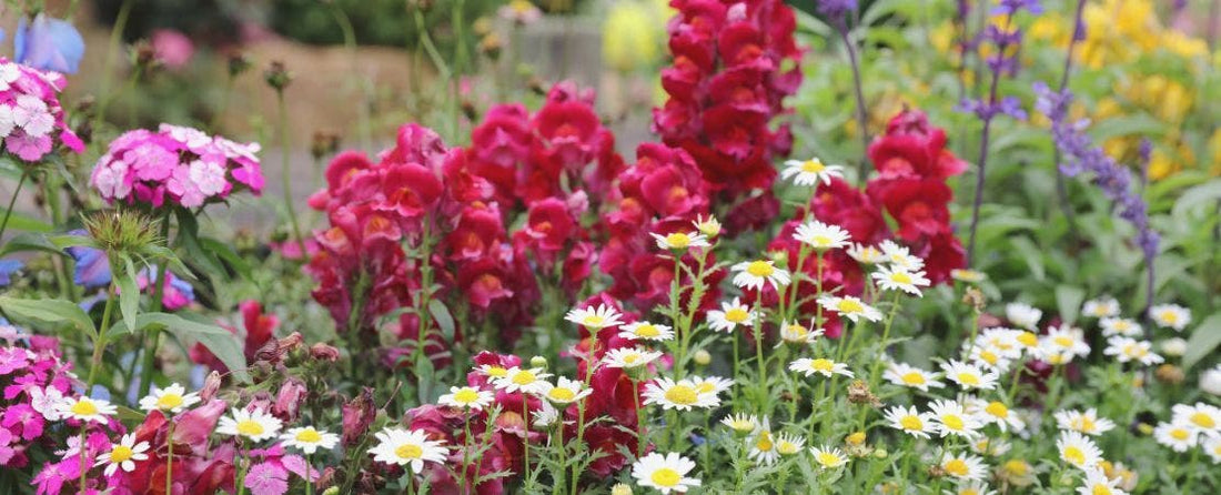 How and When to Divide Perennials
