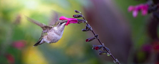 How to Attract Hummingbirds to Your Garden