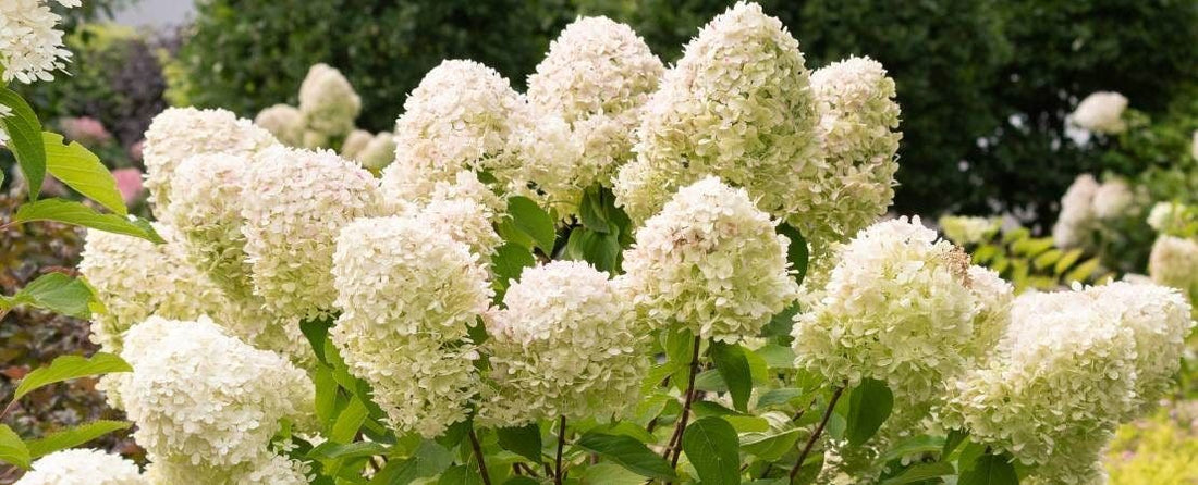 Hydrangea Care Videos