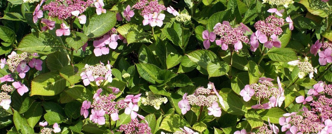 Extend the Life of Cut Flowers in Hydrangea Arrangements