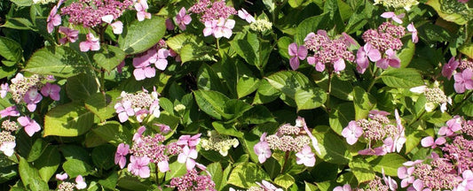 Extend the Life of Cut Flowers in Hydrangea Arrangements