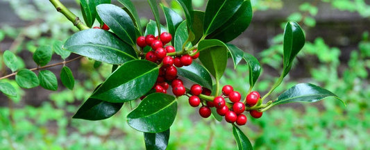 Winterberry Ilex Berry Poppins and Mr. Poppins