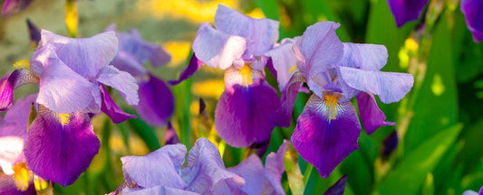 Iris Care Guide: How to Grow, Plant, and Maintain Iris Plants