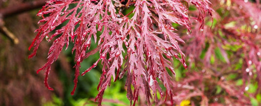 Too Hot for Japanese Maples? Watering Tips for Acers