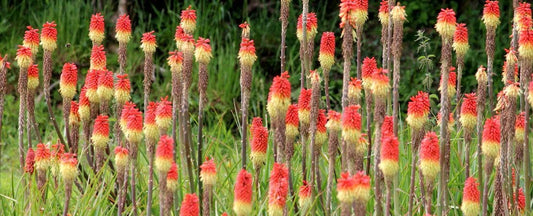 Add Dazzling Kniphofia to Your Xeriscape Garden