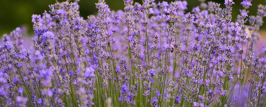 Lavender Care Guide