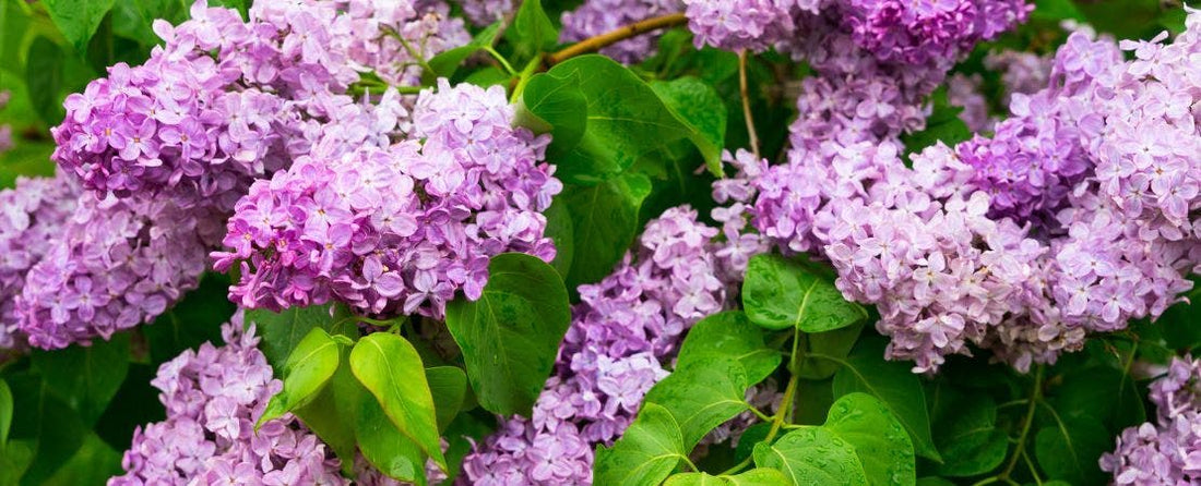 Reblooming Lilacs