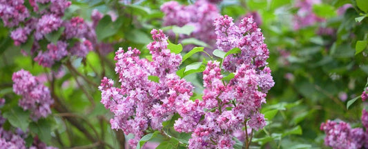 Reasons You should Grow Lilacs