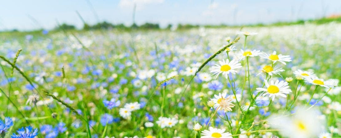 6 Long-Blooming Perennial Flowers