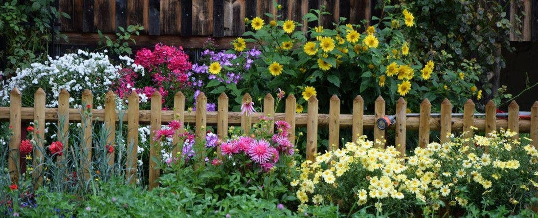 Low Maintenance Plants for an Easy Outdoor Garden