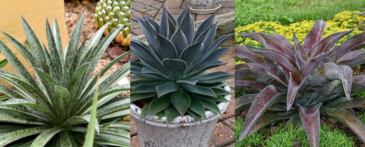 What’s a Mangave? A Trendy and Visually Stunning Plant