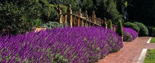 Perennial Flowers for Mass Planting Plus Foliage Ideas