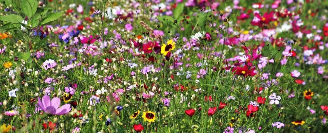 Tips for Growing a Wildflower Meadow Garden