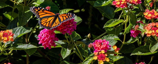 How to Attract Butterflies to Your Garden