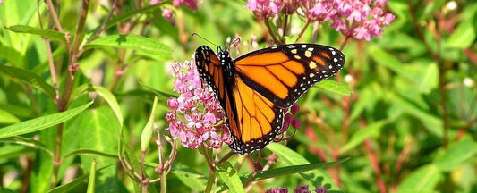 Why Monarch Butterflies Need Milkweed
