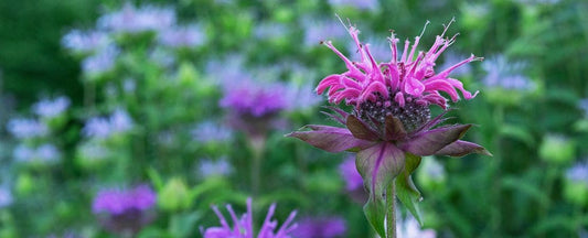 Marvelous Native Perennial: Monarda, Bee Balm
