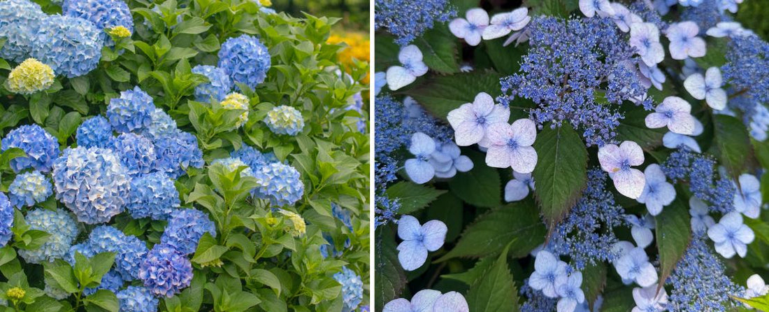 Lacecap vs. Mophead Hydrangeas: Differences, Care, and Best Types