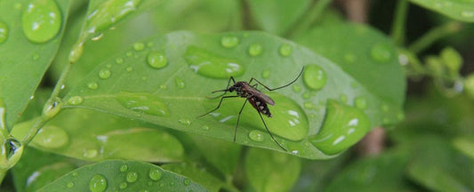Ways to Reduce Mosquitoes in Your Garden