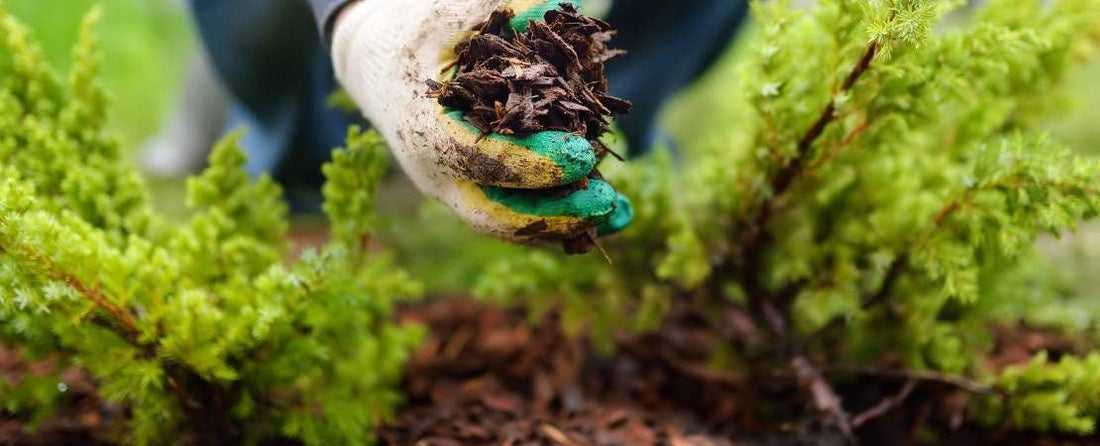 What Is Mulch for Gardening?