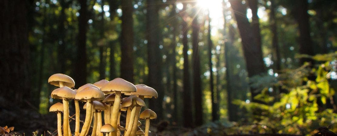 Making Extracts Using Mushrooms