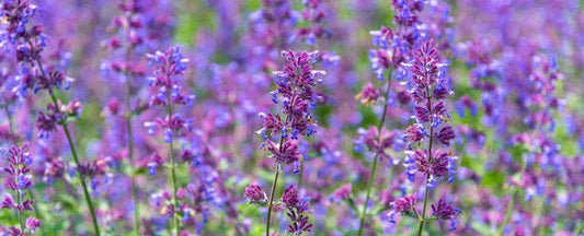 Nepeta Cat's Pajamas is Exquisite in Your Garden