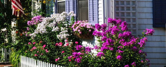 Enjoy the Beauty of Phlox: A Perfect Addition to Any Garden