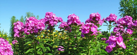 Guide to Planting and Caring for Phlox