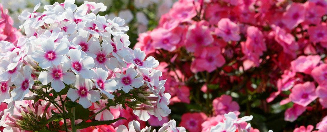 A Horticulturalist's Guide for Choosing the Perfect Phlox