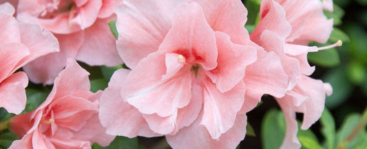 All About Rhododendron and Azalea