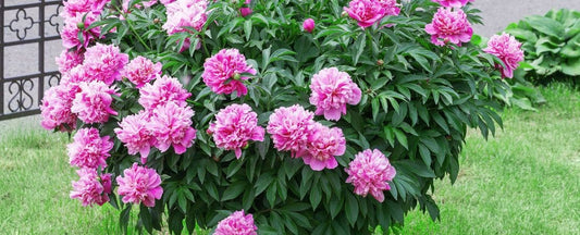 Tips and Inspiration for Growing Fragrant, Beautiful Peonies