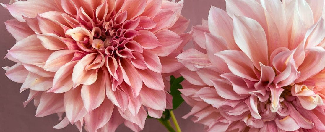 How to Overwinter Dahlias and Tender Perennial Bulbs