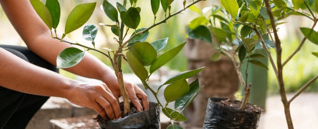 Pro Tips for How and When to Plant Trees