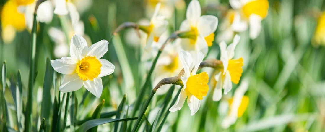 Quick Planting Tips for Daffodil
