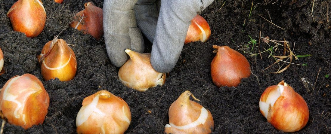 Planting Bulbs: As Easy as Dig, Drop, Done!