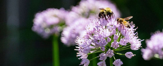 Maintaining Your Pollinator Garden