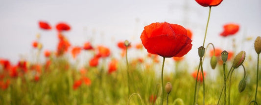 Planting, Growing, and Caring for Poppies