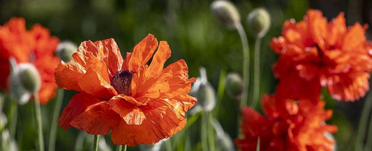 Remembrance Poppies to Honor Veterans