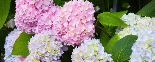The Different Types of Popular Hydrangeas