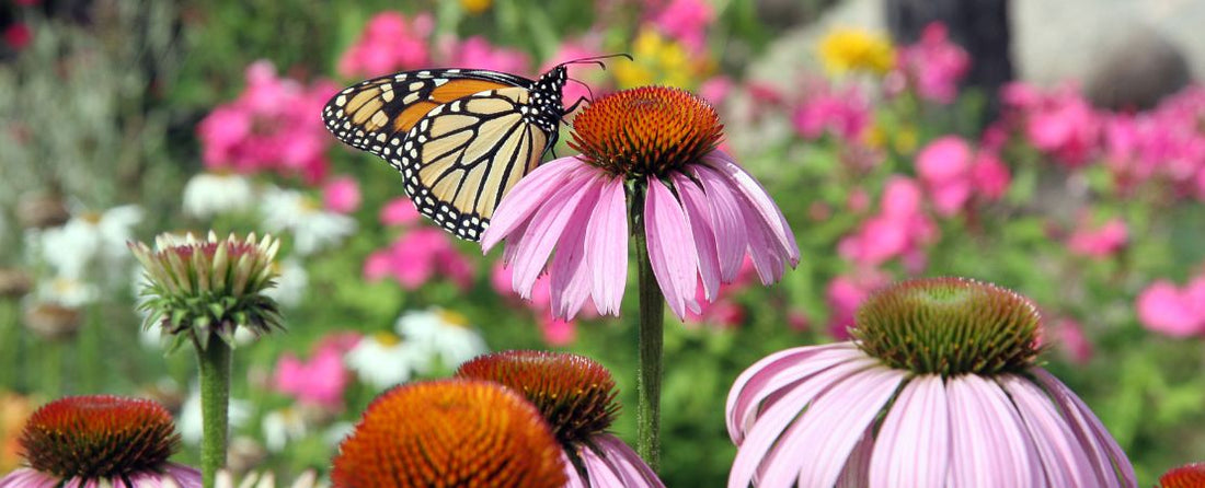 Pre-Planned Garden Kits Take the Guesswork Out of Perennial Garden Design