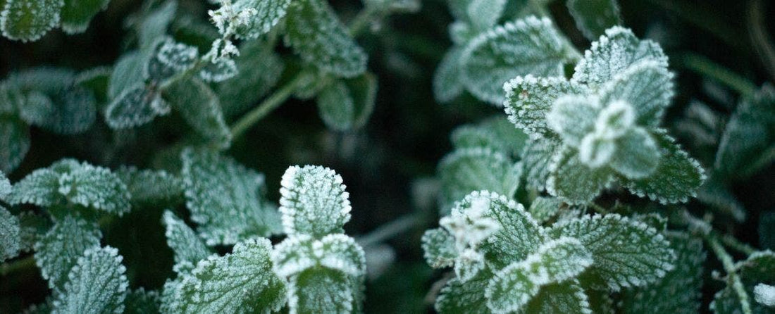 How to Prepare Your Garden for Winter