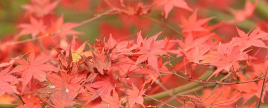 How to Protect Your Japanese Maple